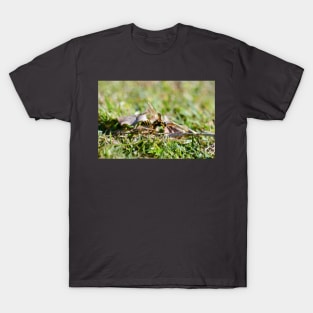 Wasp 1 T-Shirt